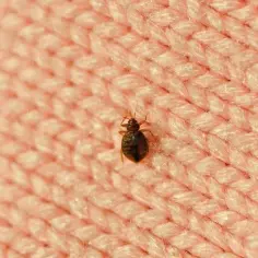 Jak szybko zatamować zacięcie przy goleniu: 6 skutecznych sposobów w domu